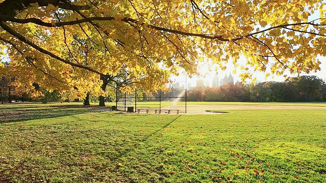 TU女士在夕阳中挥动秋色树/纽约中央公园大草坪视频素材