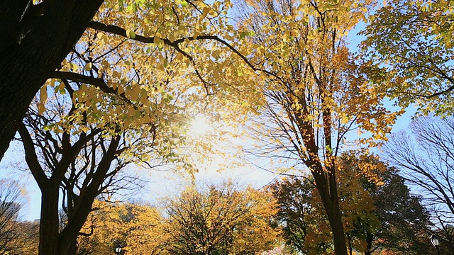 WS TU拍摄的秋天的颜色，落叶，树木和太阳/纽约，美国视频素材