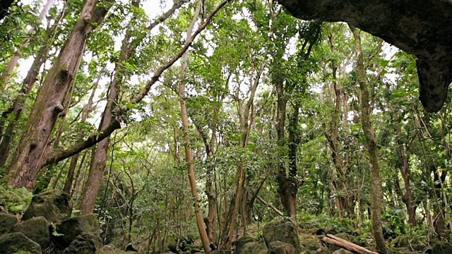 拍摄溪流、苔藓覆盖的岩石和茂密的森林/美国夏威夷考艾岛怀鲁阿视频下载
