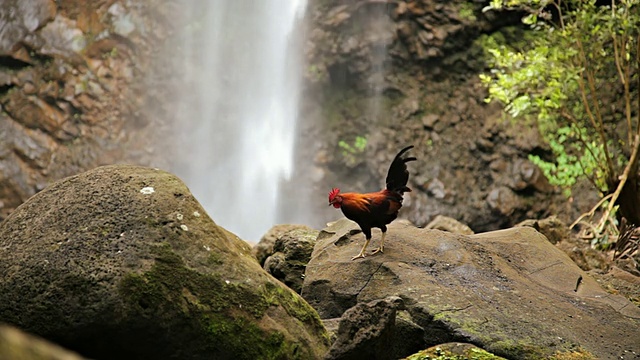 MS Rooster on rock with waterfall / waiua，夏威夷考艾岛，美国视频下载
