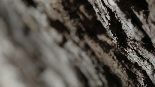 ECU千禧年霍尔姆橡树树干(焦点变化)视频素材