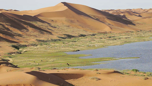 腾格里沙漠/阿拉善湖附近的牛羊，中国内蒙古。视频下载