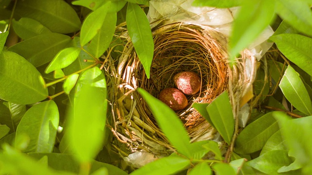 鸟蛋在巢中视频素材