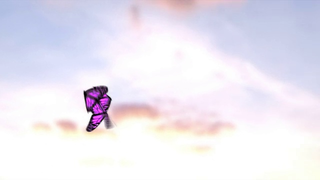 紫色的蝴蝶视频下载