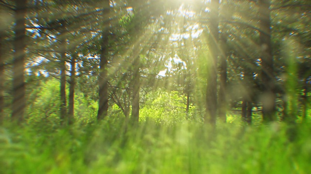 透过树木看到的阳光(可循环)视频下载