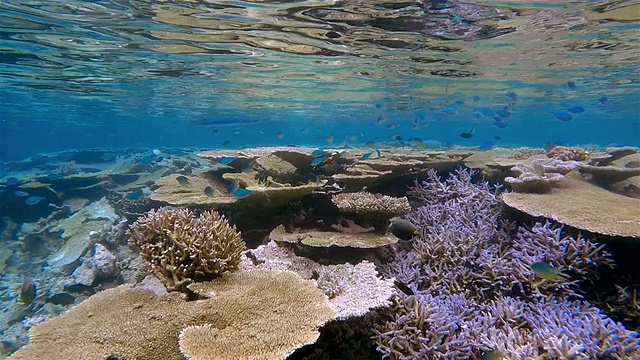 珊瑚礁上的小热带鱼学校/马尔代夫视频素材