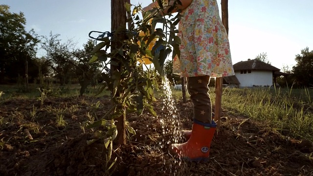 小女孩浇灌有机番茄，日落，乡村景色。视频素材