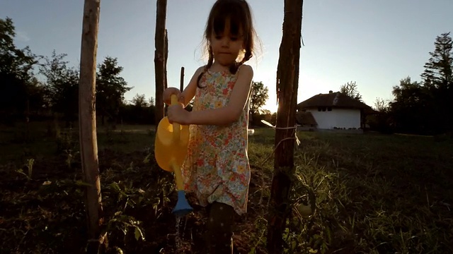 小女孩浇灌有机番茄，日落，乡村景色。视频素材
