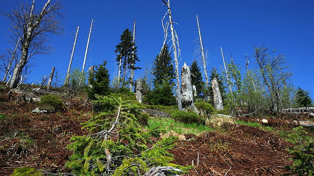 被破坏森林中的枯树被多莉拍摄视频素材