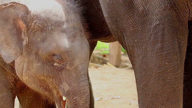 大象用鼻子打招呼。视频素材