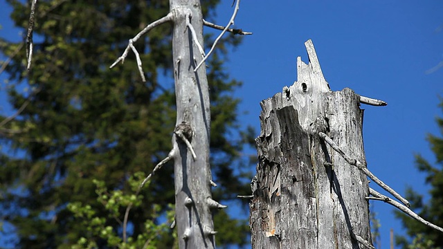 枯树树干在针叶林摄影视频素材