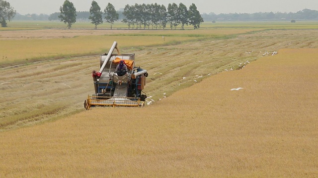 农民用联合收割机收割水稻视频素材