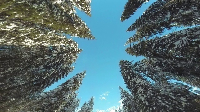 低角度拍摄针叶树视频下载