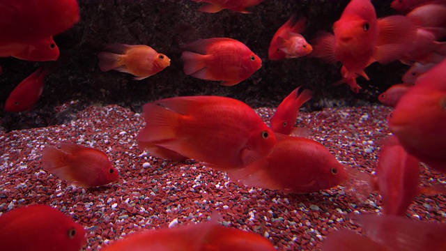 水族箱里的红色鱼视频素材