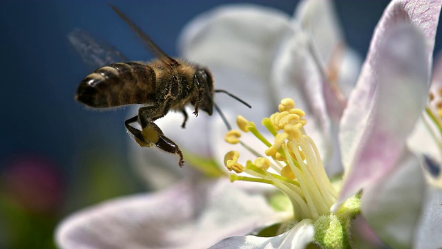 小蜜蜂落在花上视频下载