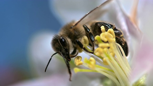 SLO MO蜜蜂采花粉视频下载