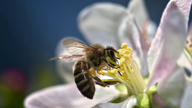 一只小蜜蜂在白色的花瓣上视频素材