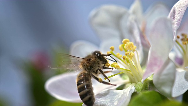 SLO MO蜜蜂从雄蕊上采集花粉视频下载