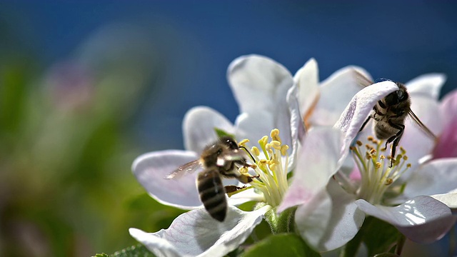 一只小蜜蜂落在一朵白色的花上视频下载
