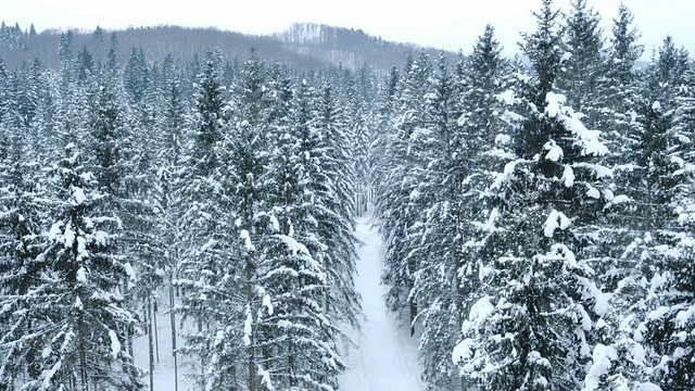 积雪覆盖的小路穿过森林视频素材