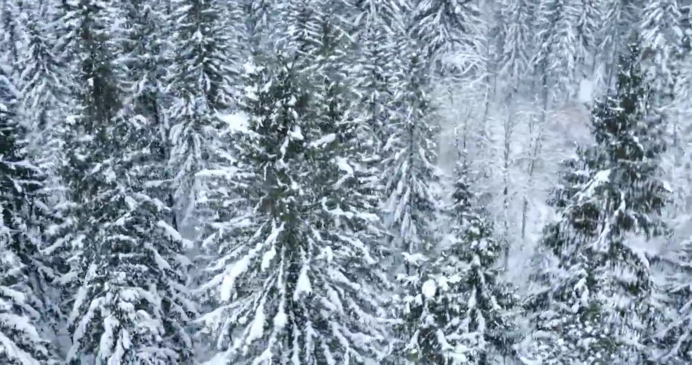 航拍的白色的树顶和雪道视频素材