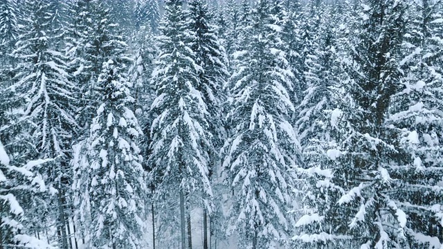 一个被雪覆盖的冬季森林的天线视频素材