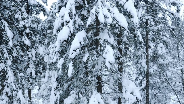 从空中拍摄被雪覆盖的树木视频素材