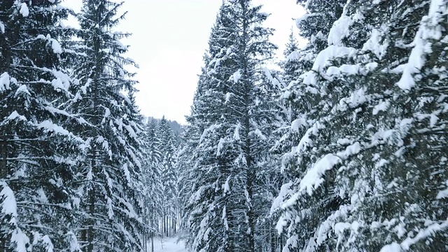 空中的积雪覆盖的森林视频素材