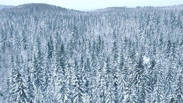 航拍一大片冰雪覆盖的森林景观视频素材