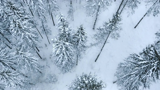 空中的积雪覆盖的森林树木视频素材