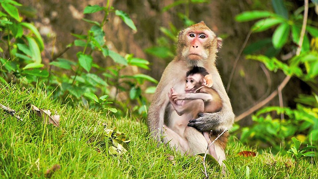 开放动物园里的猴子和幼仔CNGLNAT1094视频下载