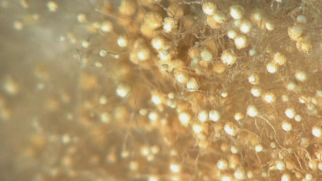 在面包表面生长的曲霉孢子头的显微镜特写视频下载