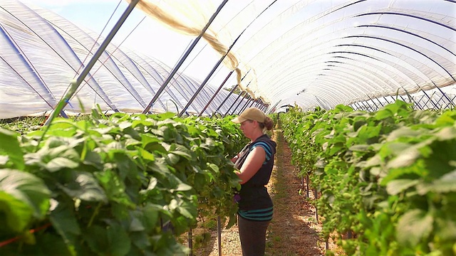 女农场工人采摘草莓在poly隧道视频素材