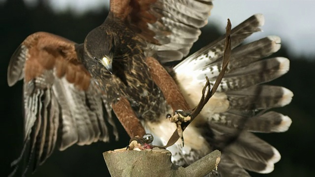 高清超慢莫:老鹰捕猎猎物视频素材