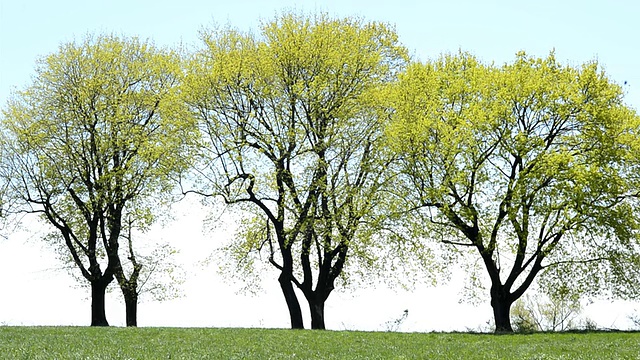 WS T/L通过四季变化的树木视图/克林顿，新泽西，美国视频下载