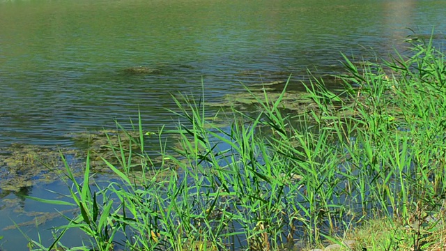 夏天美丽的沼泽视频素材