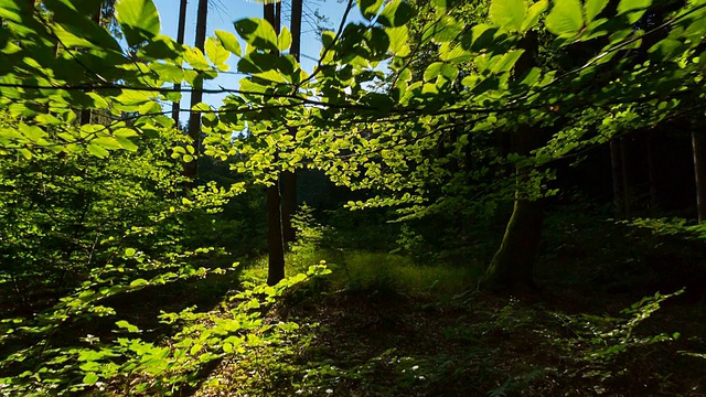 阳光穿过树林，稳定的凸轮视频素材