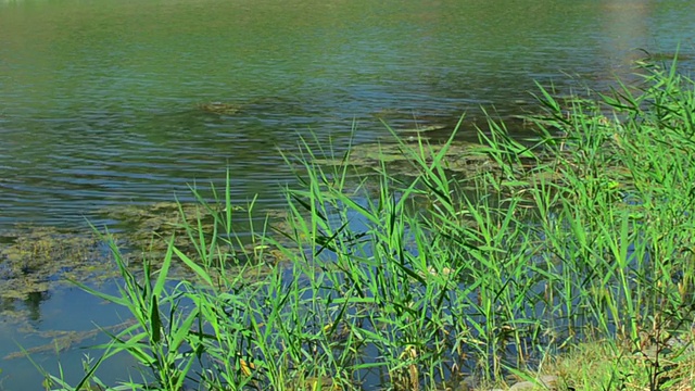 夏天美丽的沼泽视频素材