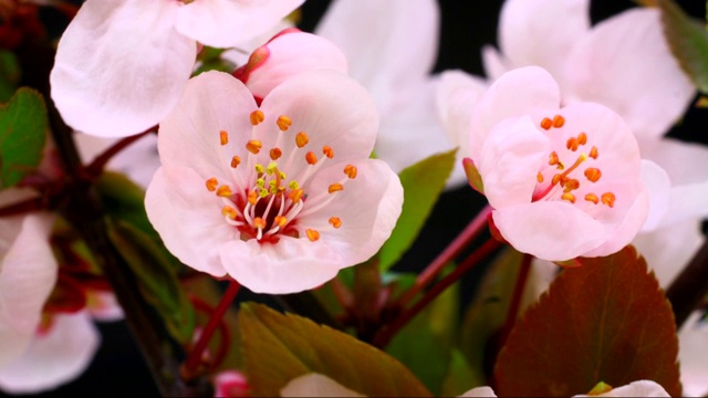 粉红色的樱花盛开4K视频下载