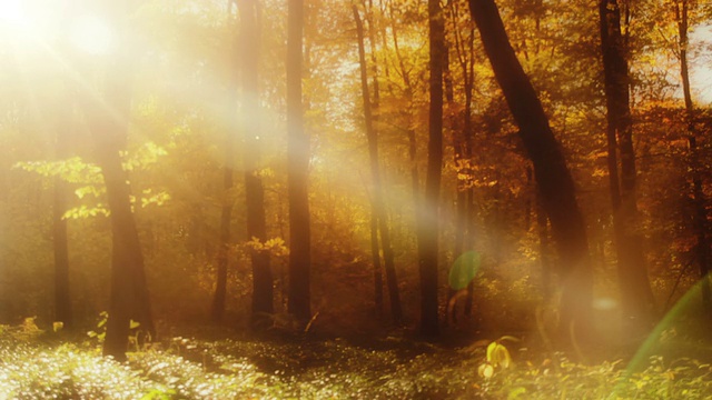 森林与镜头光晕在秋天视频素材
