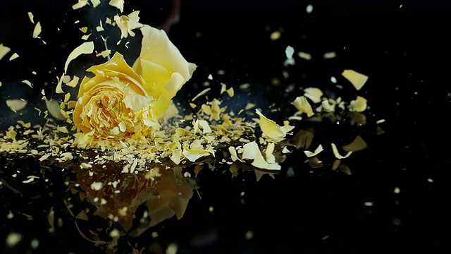 SLO MO冰冻的黄玫瑰碎裂在黑色的表面视频购买