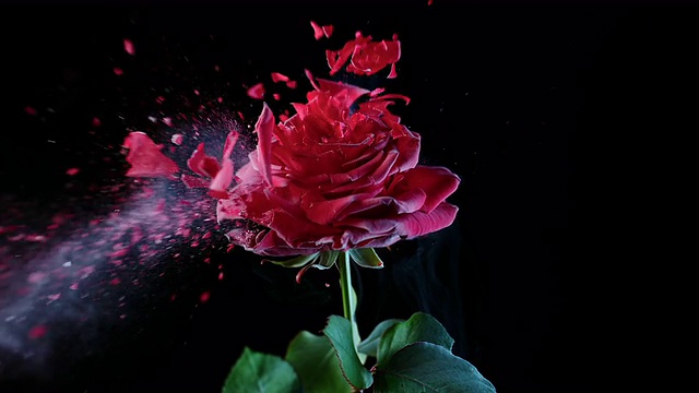 SLO MO LD冰冻红玫瑰被粉碎视频素材