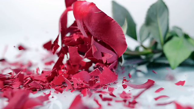 SLO MO冰冻的红玫瑰碎在白色的表面视频素材