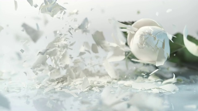 SLO MO冰冻的白玫瑰碎在白色的表面视频素材