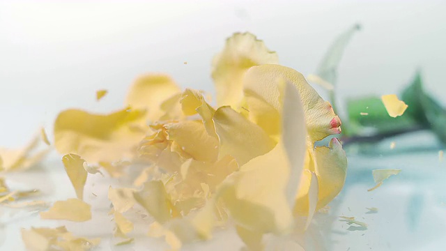 SLO MO冰冻的黄玫瑰碎在白色的表面视频素材