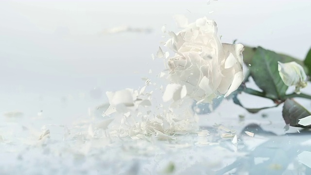 SLO MO冻白玫瑰碎成碎片视频素材