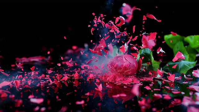 SLO MO LD冷冻红玫瑰粉碎在黑色表面视频素材