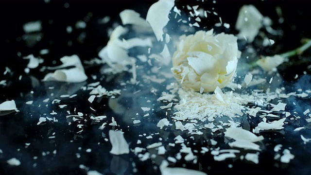 SLO MO冻玫瑰花粉碎在黑色的表面视频素材