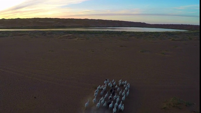 腾格里沙漠/阿拉善山，中国内蒙古，日落时分，靠近湖泊的羊的WS鸟瞰图。视频素材