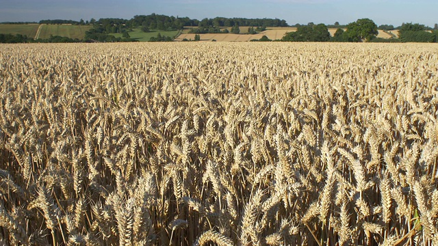 小麦丰收，泛L至r 4K。视频下载